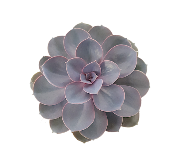 Echeveria indigo pearl | Ø12cm 18cm
