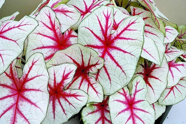 Caladium Fiesta® knol