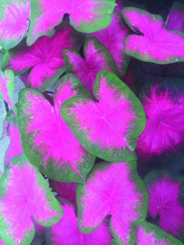 Caladium Flamingo knol
