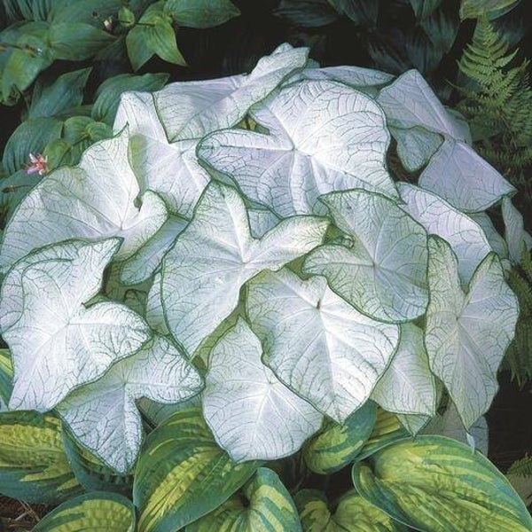Caladium Florida Moonlight® knol