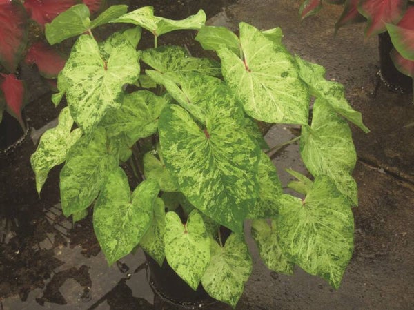 Caladium Frog in a Blender knol