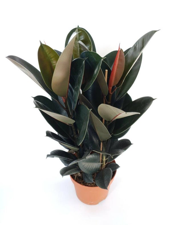 Ficus elastica 'Abidjan'