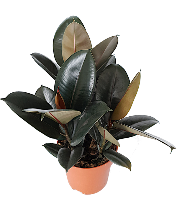 Ficus elastica 'Abidjan'