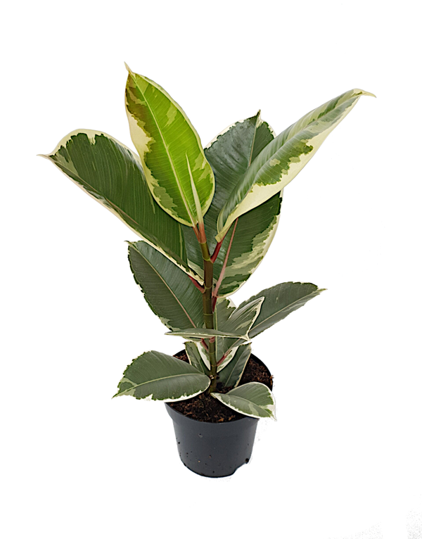 Ficus elastica 'Tineke' | Ø17cm H50cm