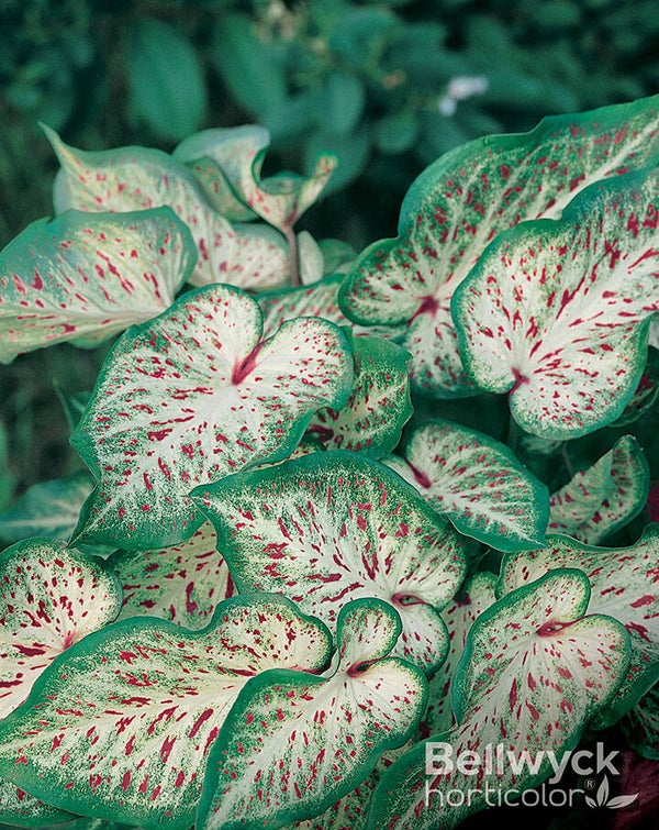 Caladium Gingerland knol