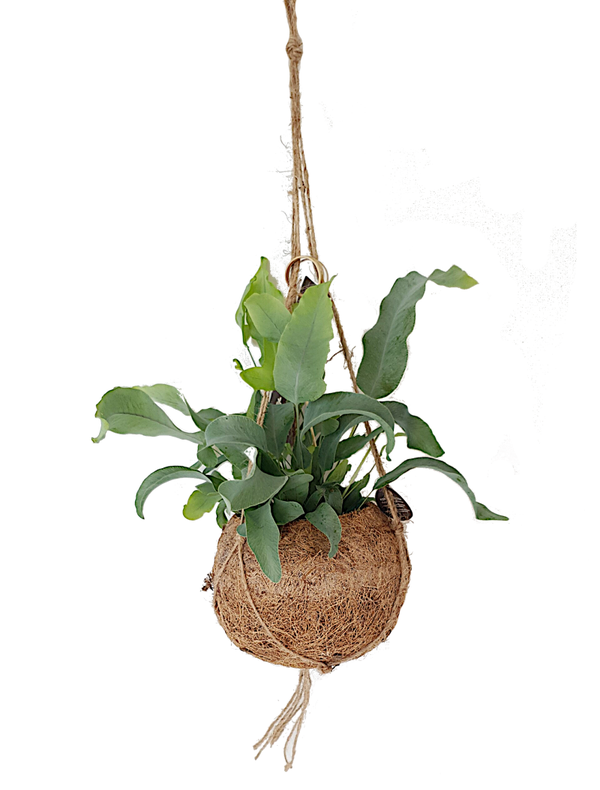 Kokodama inclusief plant