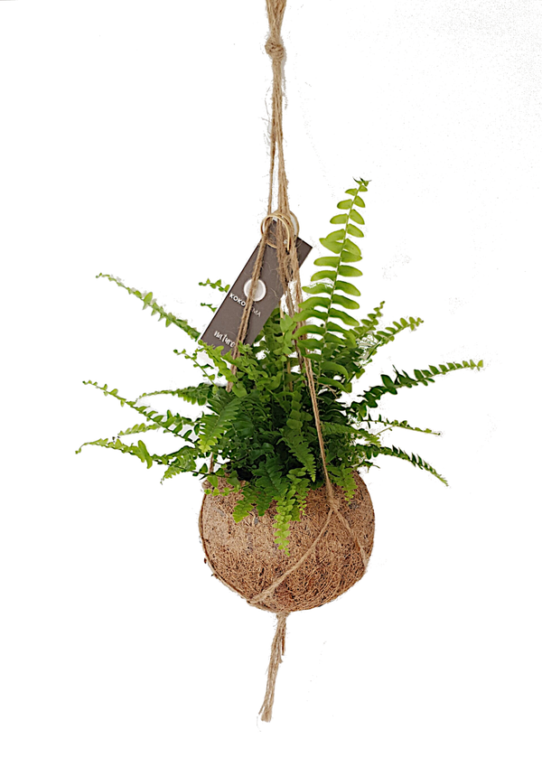 Kokodama inclusief plant