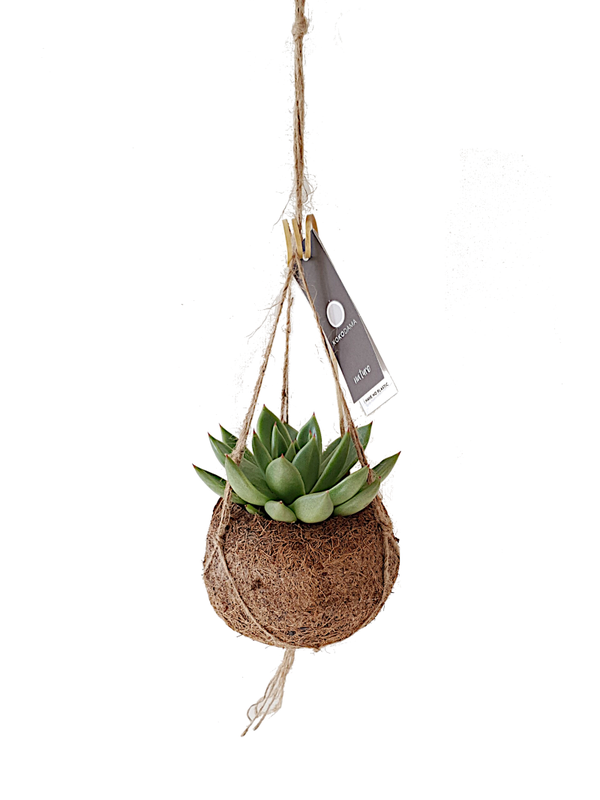 Kokodama inclusief succulent