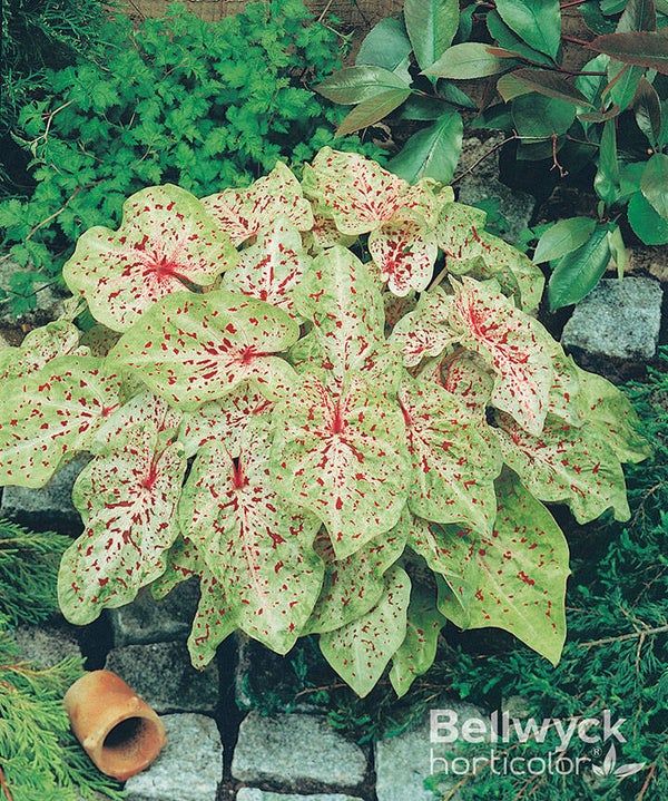 Caladium Miss Muffet knol