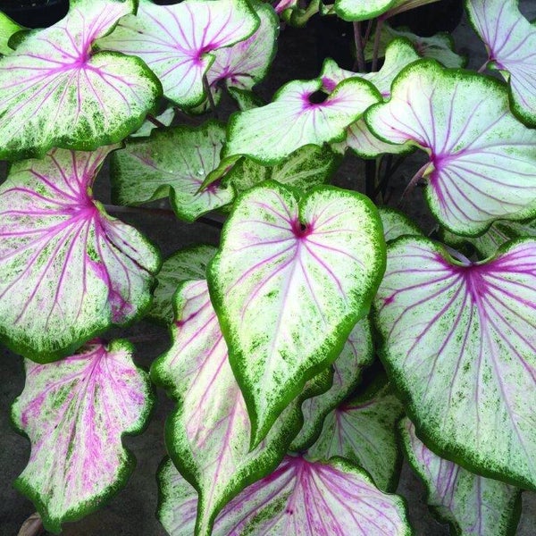 Caladium Pearl Blush knol