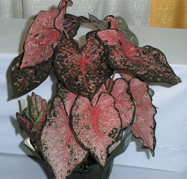 Caladium Pink Beauty knol