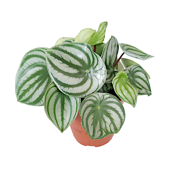 Peperomia argyreia | Ø12cm H20