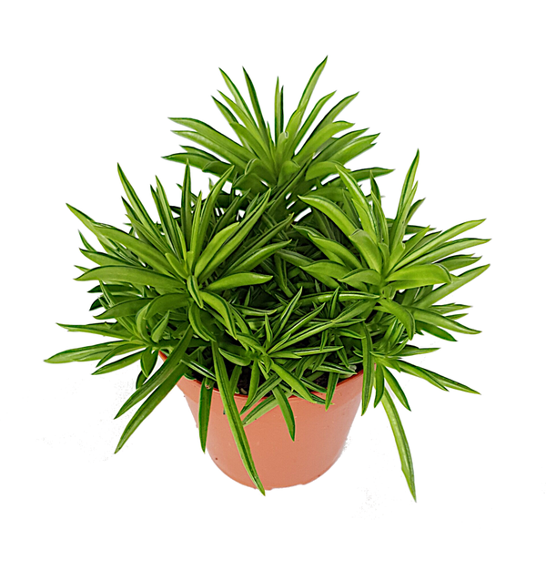 Peperomia ferreyrae 'Happy Bean'