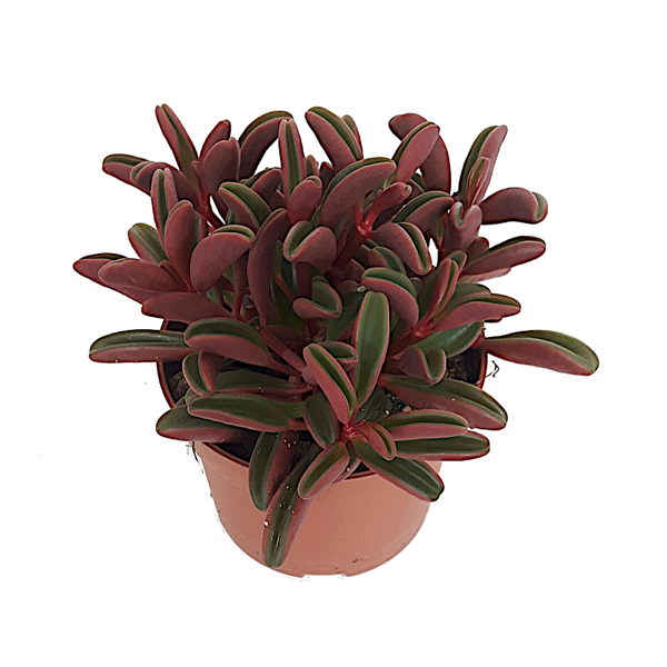 Peperomia graveolens | Ø10,5cm H17cm