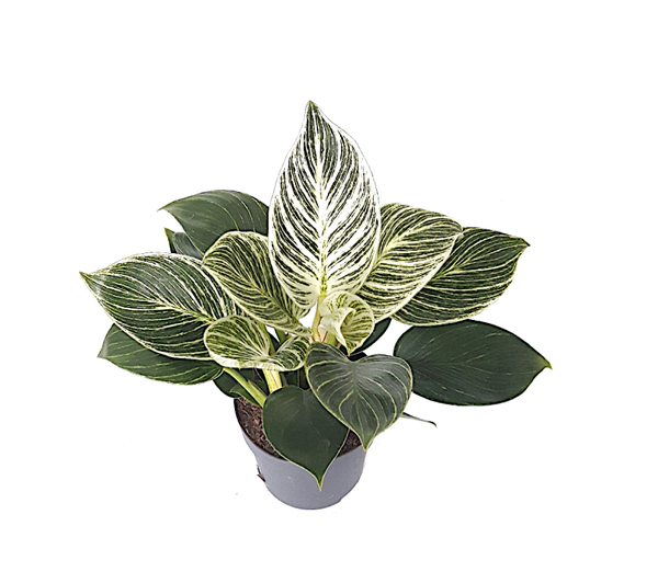 Philodendron Birkin/ 'White Measure' | Ø12cm H30cm