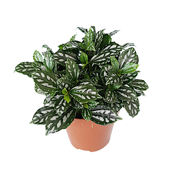 Pilea cadierei