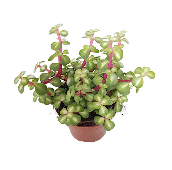 Portulacaria afra variegata | Ø10,5cm H18cm