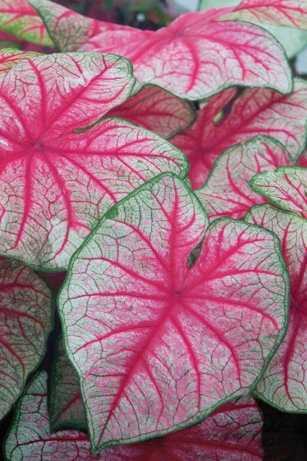 Caladium Rhapsody knol
