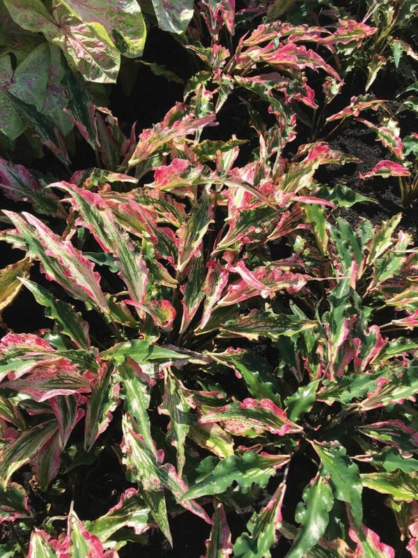 Caladium Sparkler knol