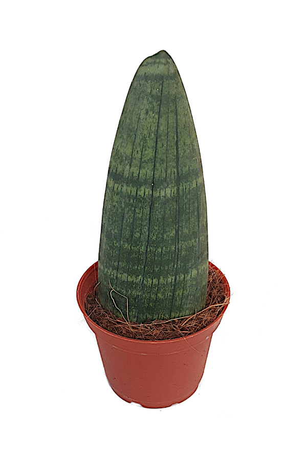 Sansevieria Rhino | Ø8cm H20cm