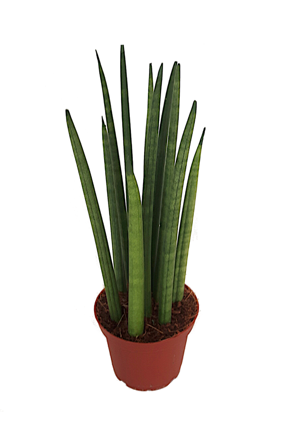 Sansevieria cylindrica straight
