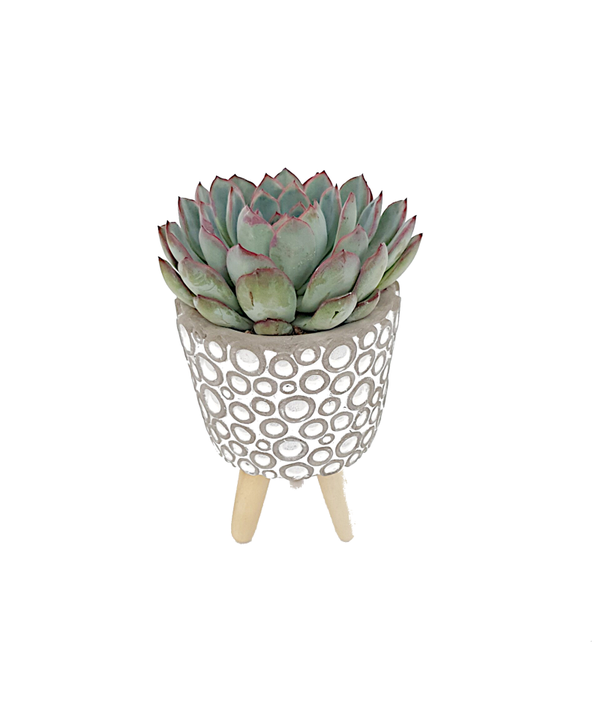 Succulent in potje