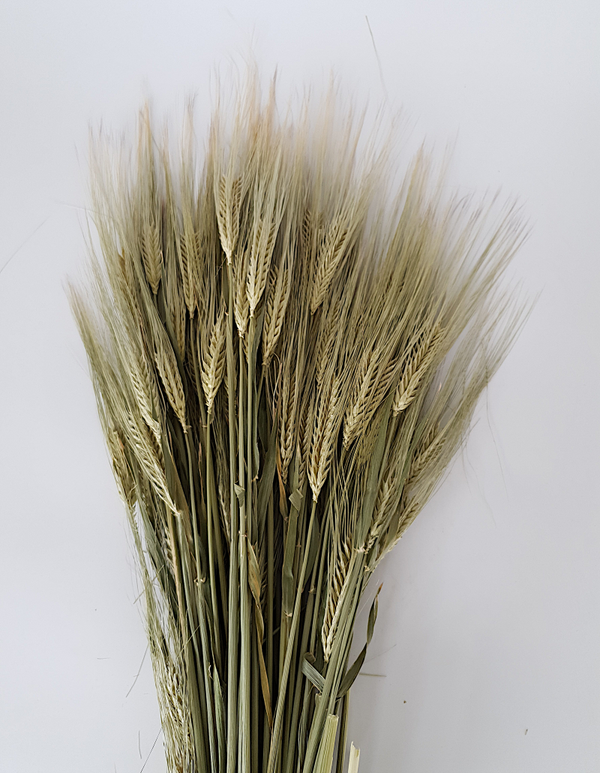 Gedroogde gerst - Hordeum