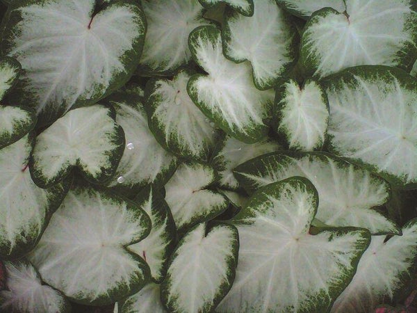 Caladium Aaron knol