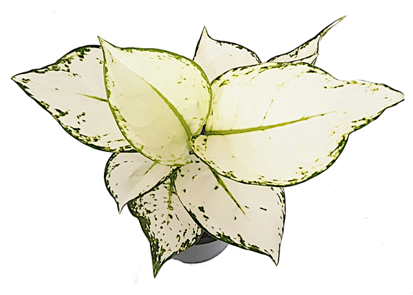 Aglaonema 'White Joy' | Ø12cm H30cm