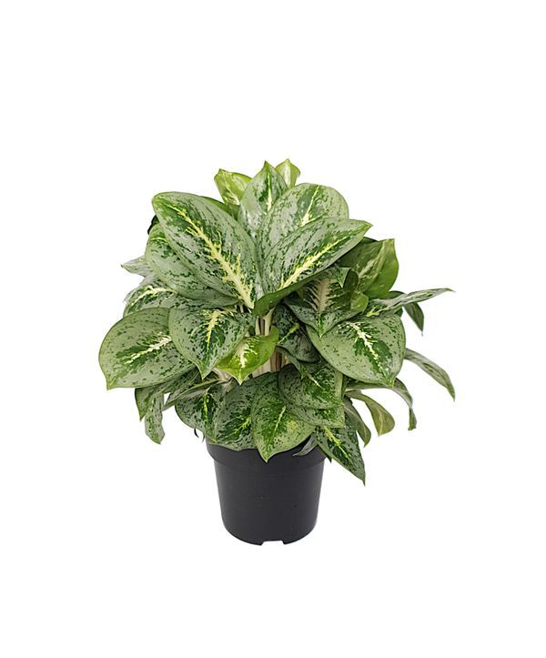 Aglaonema Lemon Mint | Ø19cm H47cm