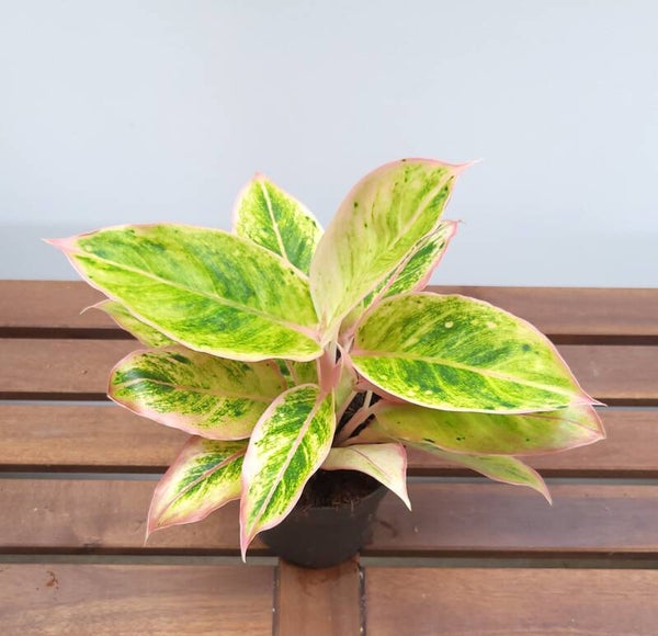 Aglaonema 'Salmon Fantasy' | Ø12cm H32cm