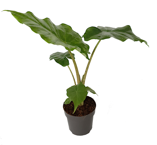 Alocasia Portadora | Ø14cm H45cm