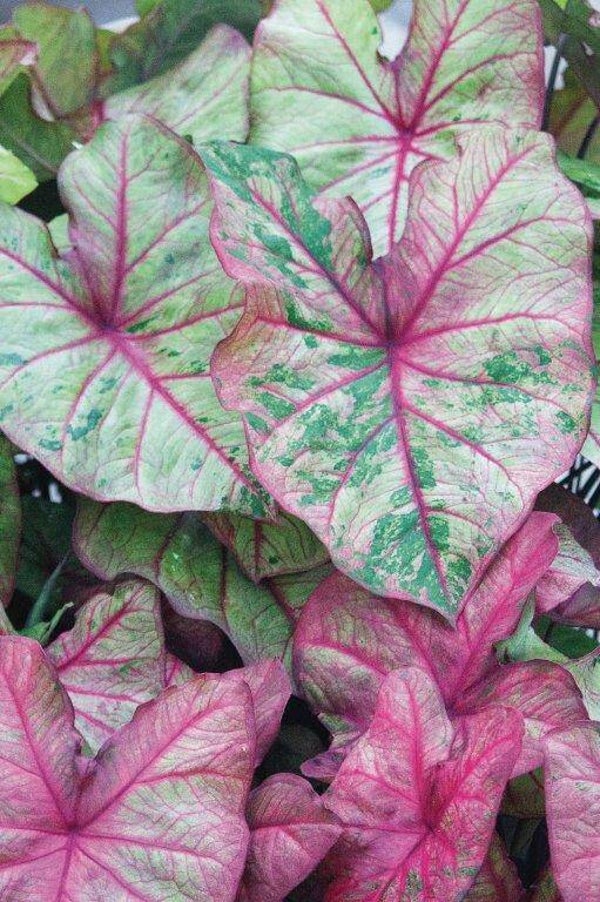 Caladium Autumn beauty knol