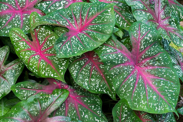 Caladium Bicolor knol