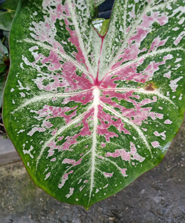 Caladium Bleeding Heart knol