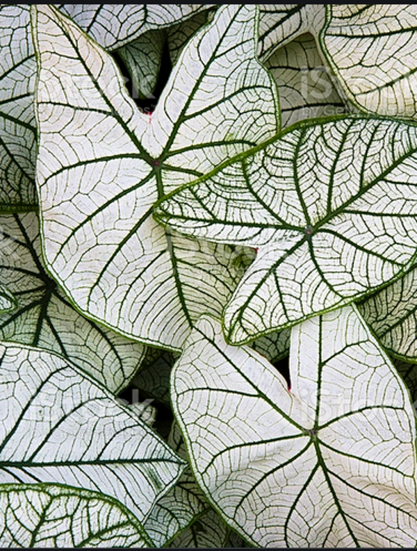 Caladium Candidum knol