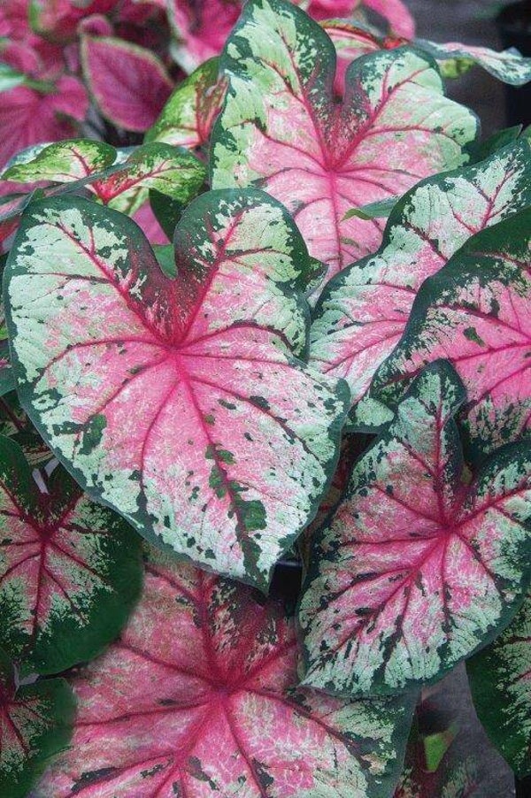 Caladium Cherry Blossom knol