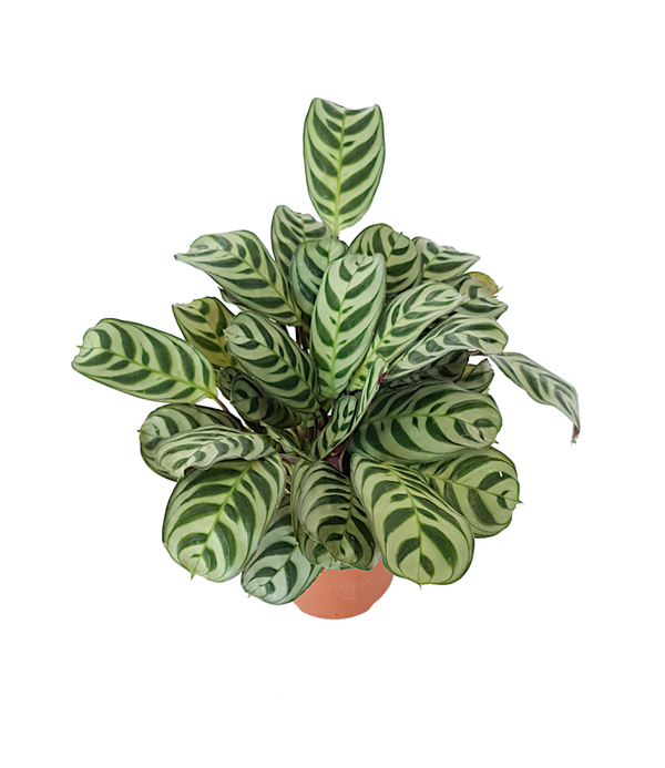 Ctenanthe burle marxii Amabilis | Ø14cm H32cm