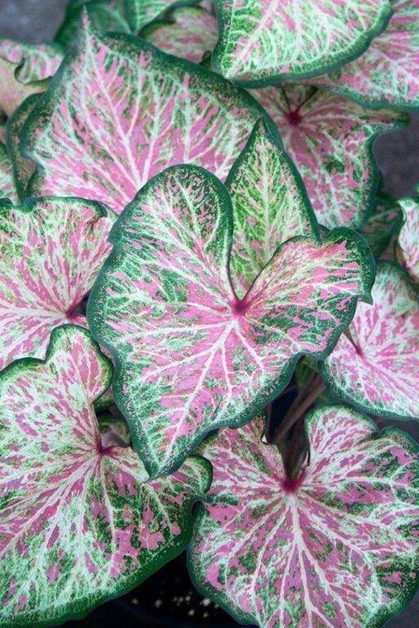 Caladium Dots delight® knol
