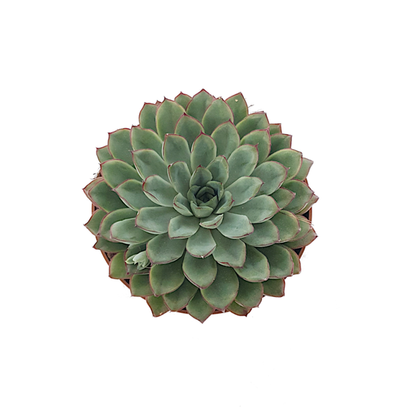 Echeveria Pulidonis | Ø12cm H14cm