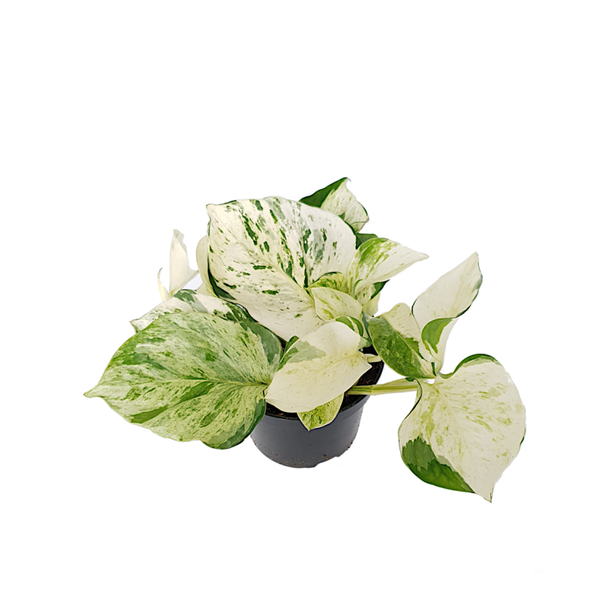 Epipremnum Pinnatum 'Happy Leaf' | Ø12cm H19cm