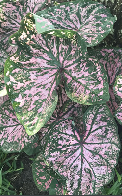 Caladium Florida Elise knol