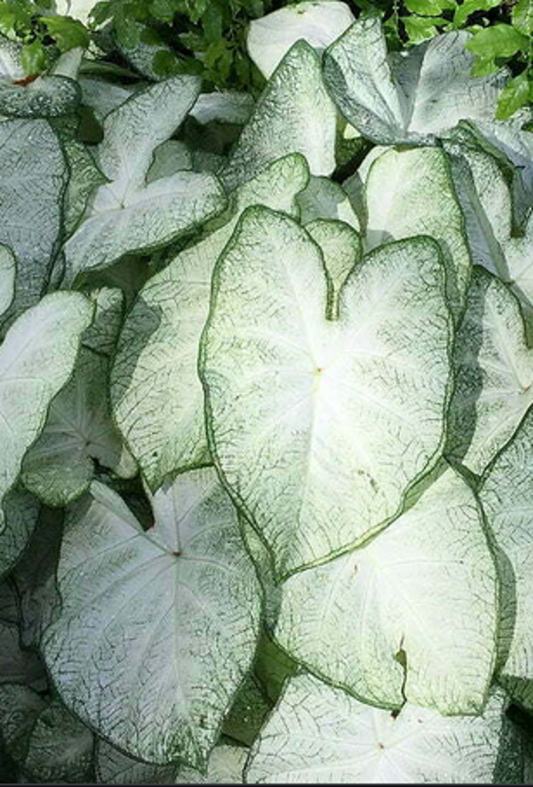 Caladium Florida Moonlight® knol