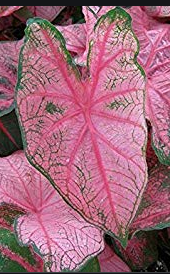 Caladium Frannie Munson knol