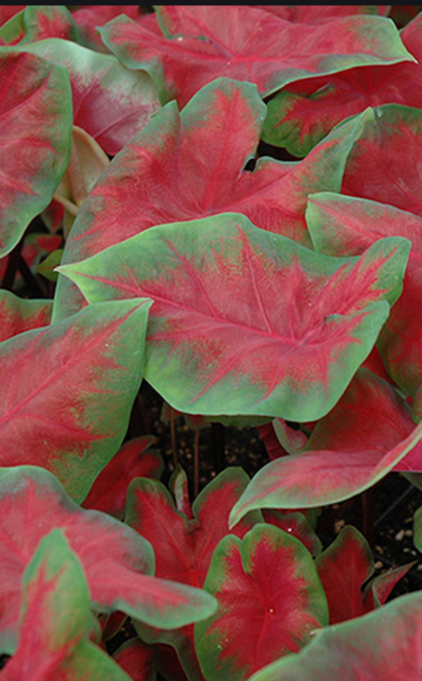Caladium Freida Hemple knol