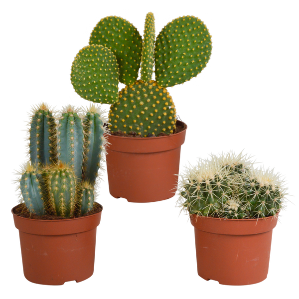 Cactus mix 12cm | 3 stuks