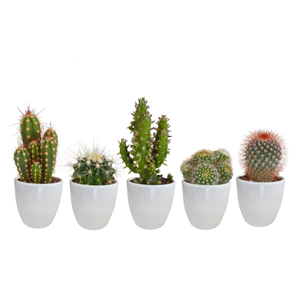 Cactus mix 5,5 cm in witte pot | 5 stuks
