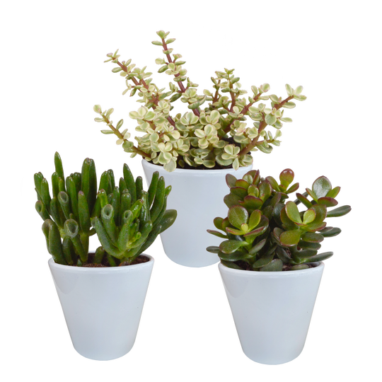 Crassula mix 8,5 cm in witte pot | 3 stuks