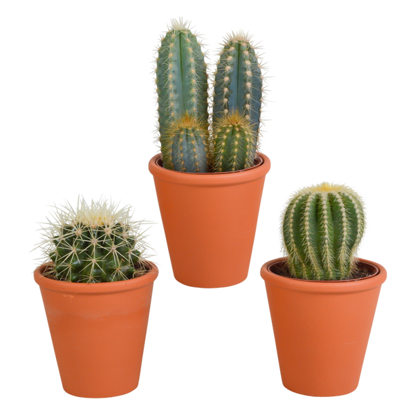 Cactus mix 8,5 cm in terracotta pot