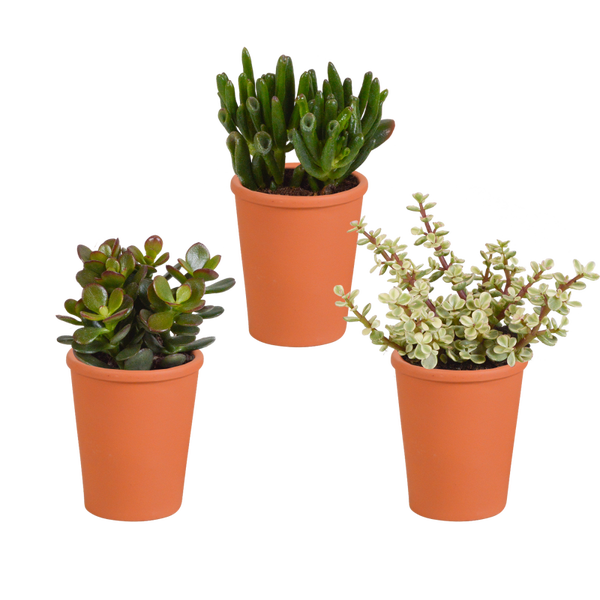 Crassula mix 8,5 cm x 3 in terracotta pot